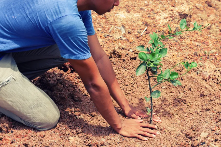 Planting a tree