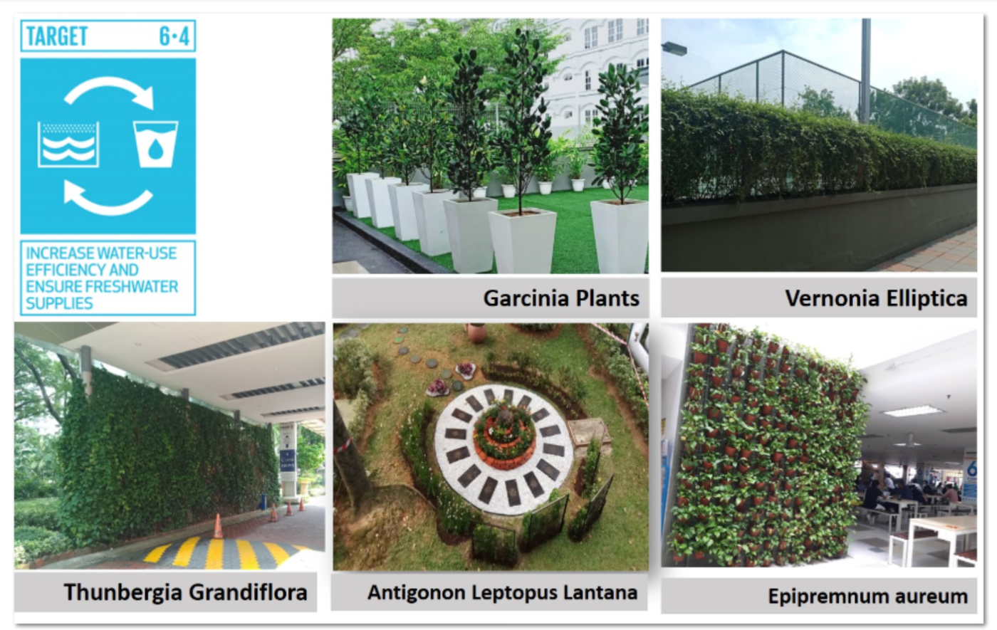 drought-tolerant plants on campus