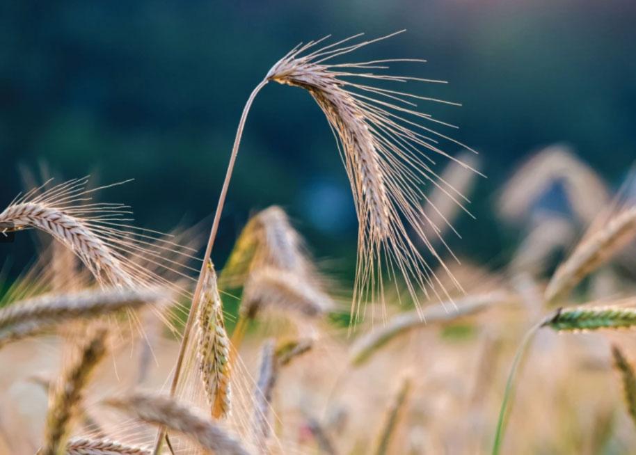 Wheat