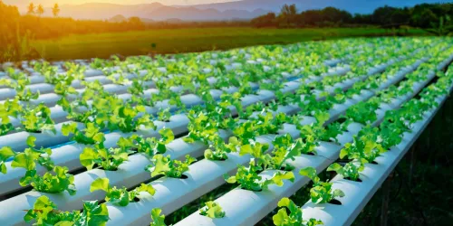 Sustainable Farm