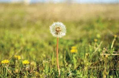Could Low-Dose Radiation Be Beneficial for Us?