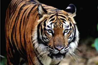 We are at War with Nature' – and We Urgently Need to Make Peace