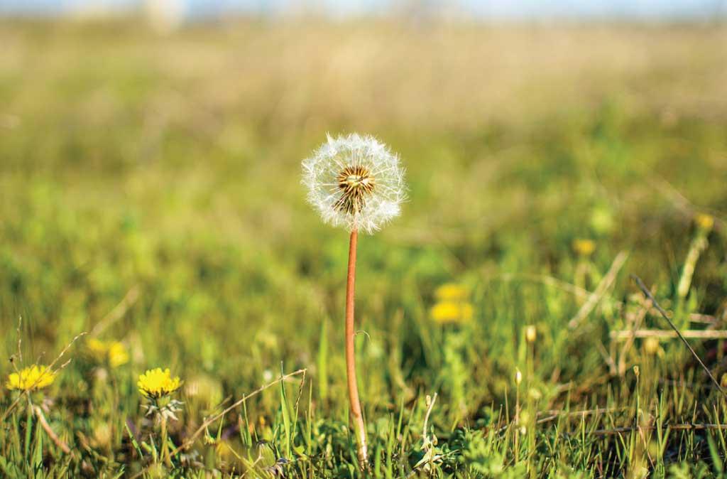 Could Low-Dose Radiation Be Beneficial for Us?
