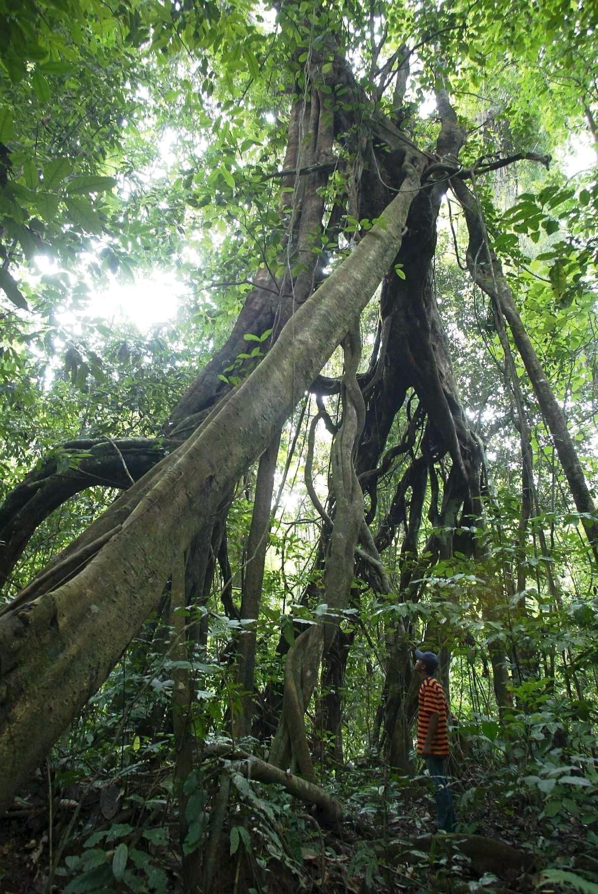 A National Planetary Health Strategy Could Help the 12th Malaysia Plan Make Lasting Systemic Change