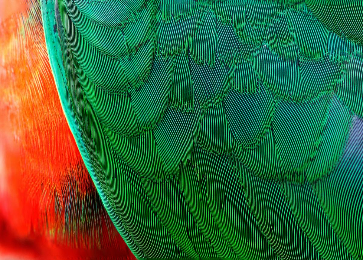 biomimicry